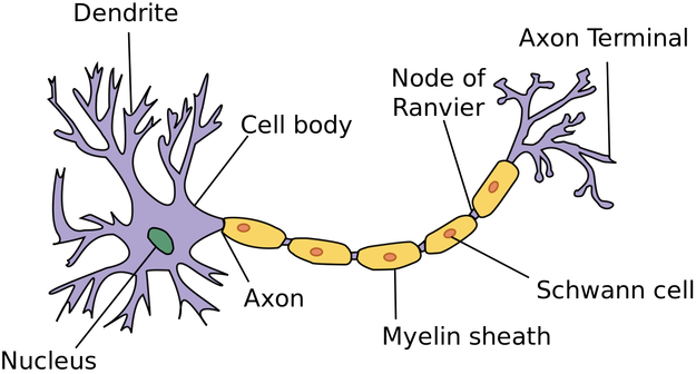 Oversimplified neuron